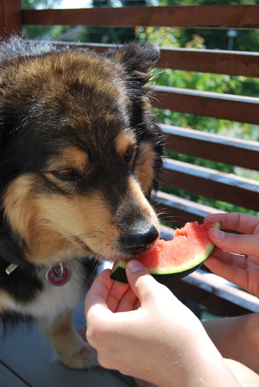 [Bienna%2520og%2520vannmelon%2520006.jpg]