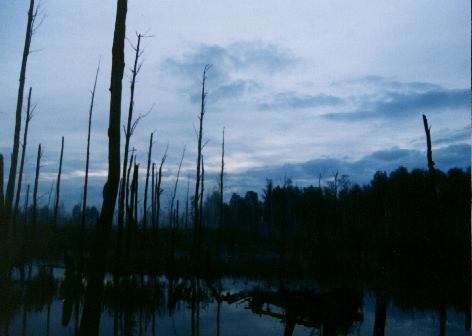 Fox swamp