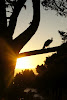 Peacocks at sunset