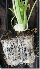 'Pot-bound' celery seedling