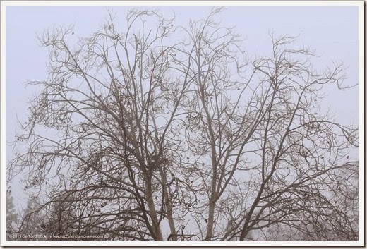 Sunday potpourri: of fog, daphne, bamboo, and banksia