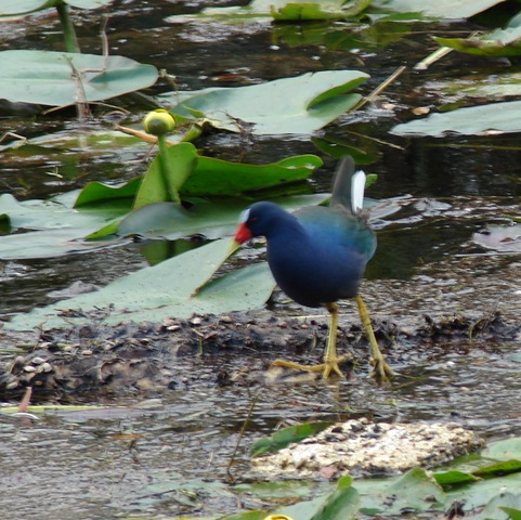 [DSC07538%2520purple%2520gallinule%25202%255B2%255D.jpg]