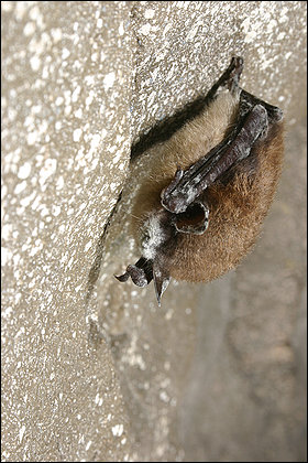 A little brown bat with white nose syndrome in New York state. Al Hicks, New York Department of Environmental Conservation
