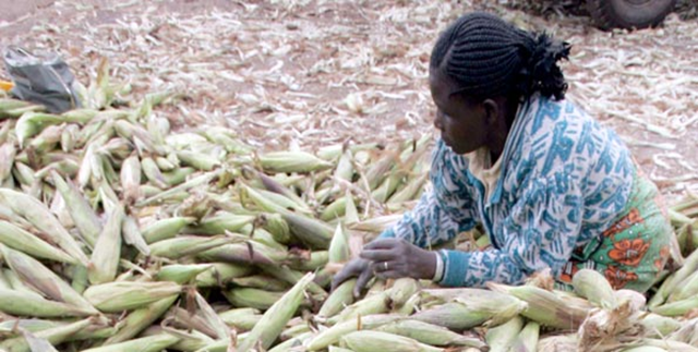 A woman harvests maize in Kenya. If the world is to grow enough food for the projected global population in 2050, agricultural productivity will have to rise by at least 60 percent, and may need to more than double, according to researchers Deepak Ray and Jon Foley, who have studied global crop yields. Photo: Reuters 
