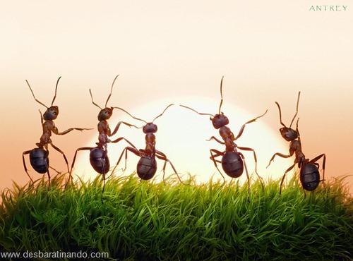 formigas inacreditaveis incriveis desbaratinando  (1)