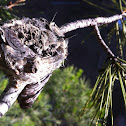 Baby Hummingbird