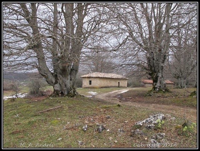 artea 006 artea 006