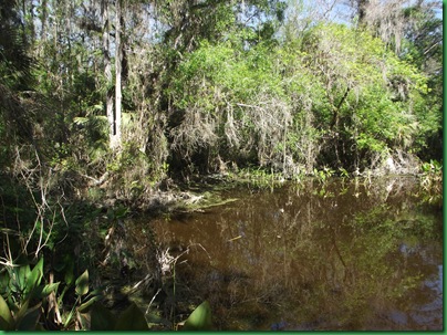 Fakahatchee,  Collier-Seminole, Pather NWR & Chokoloskee 074