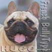 HUGO_bully type_litgh.jpg