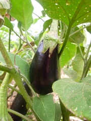 [P1100230%255B2%255D.jpg]