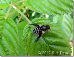 SueReno_SyrphidFly