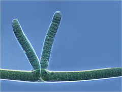 Scytonema Scytonema