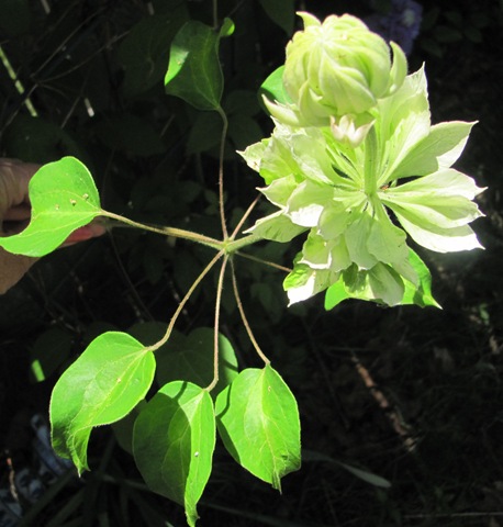 [Double%2520white%2520clematis%2520stages%2520of%2520opening3%2520w%2520fanned%2520leaves%255B3%255D.jpg]
