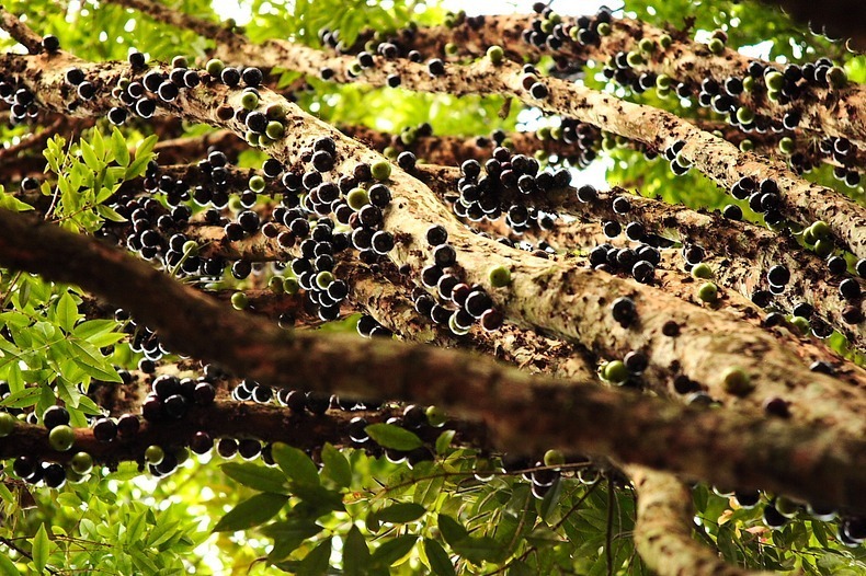 Бразильское виноградное дерево - Жаботикаба