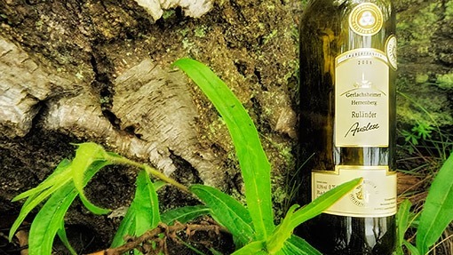 rulander-auslese rulander-auslese