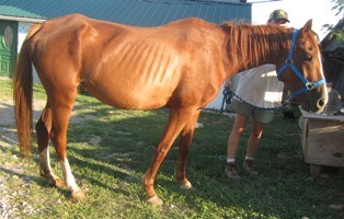 [Horse%25202%2520Mare%2520%25281%2529%255B4%255D.jpg]