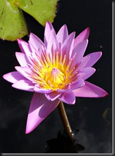 LAVENDER WATER LILY 7