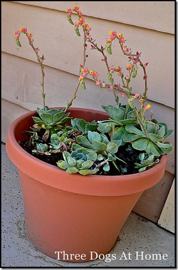 plants 001