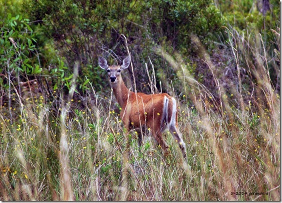 deer 055 deer 055
