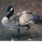 footless goose 1.jpg