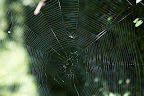 Yes, this is a fine example of an orb web and look! There's even a mosquito trapped in it! Better there than flying around spreading West Nile Virus. Yes, this is a fine example of an orb web and look! There's even a mosquito trapped in it! Better there than flying around spreading West Nile Virus.