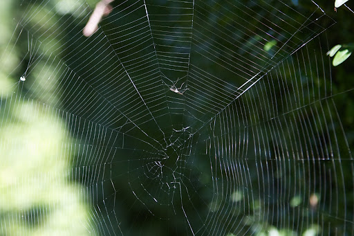 Yes, this is a fine example of an orb web and look! There's even a mosquito trapped in it! Better there than flying around spreading West Nile Virus. Yes, this is a fine example of an orb web and look! There's even a mosquito trapped in it! Better there than flying around spreading West Nile Virus.