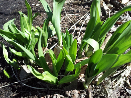 Wild onions sprouting along the mountain bike singletrack