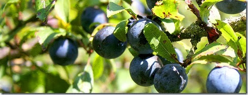 Sloes_On_Tree_5589 Sloes_On_Tree_5589