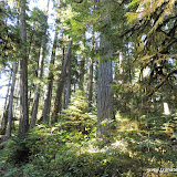 Cathedral Grove, Vancouver Island, BC, Canadá