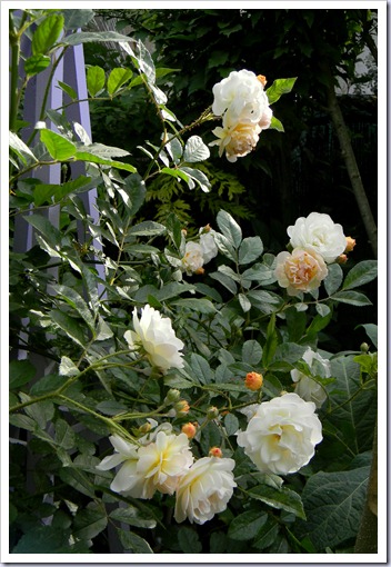 DSCN4183 DSCN4183