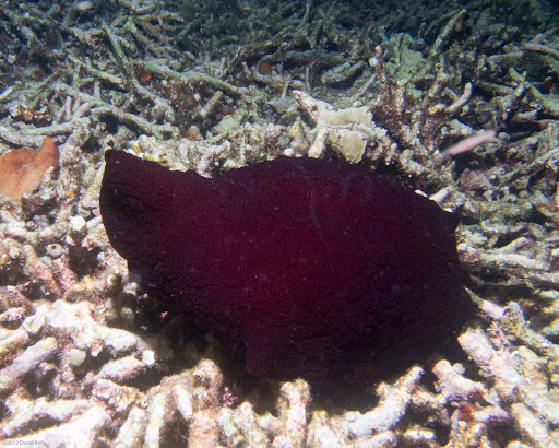 P7095333