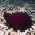 P7095333