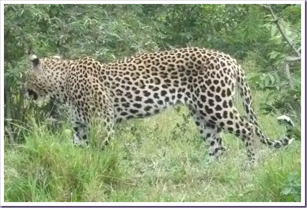 Hoedspruit-África-do-Sul-Reserva-Safari-Onça