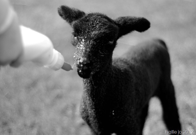 Lamb7 Lamb7