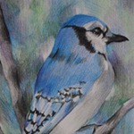 Colored Pencil Drawing of Bluejay