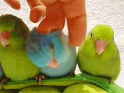 [Piriquitos10-6-dedo%255B2%255D.gif]