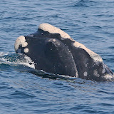 Northern right whales
