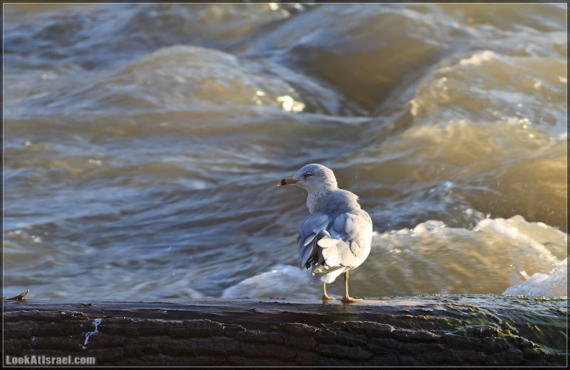 Америка 2.0 / Ниагарский водопад (foto america  фото моря и океаны водопады видео  20111017 usa niagara falls 026 8691)