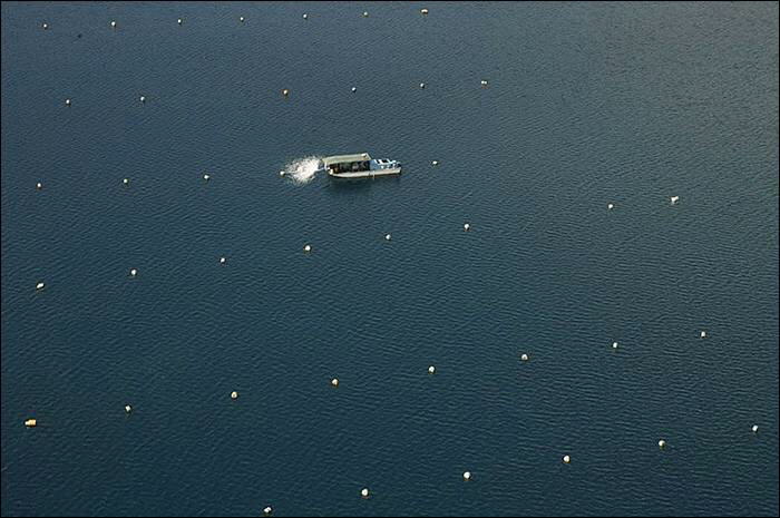 Image Dimension: 700x465 :: The making of Golden Pearl on the island of Palawan in southwestern Philippines The making of Golden Pearl on the island of Palawan in southwestern Philippines