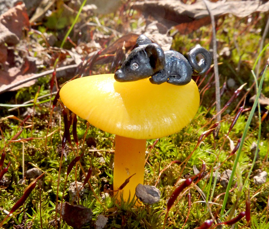 [MushMouse%2520copy%255B5%255D.jpg]
