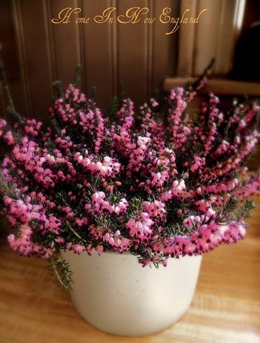 purple flowers1