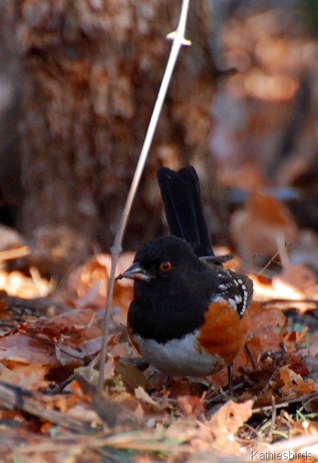 4. spotted towhee-kab