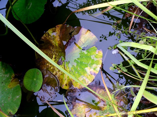 Lotus et Nénufar Lotus et Nénufar