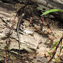 American Five-lined Skink
