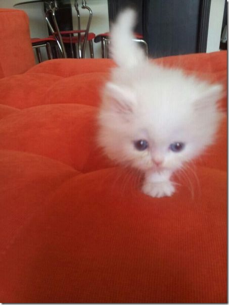 funny-animals-cute-7