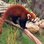 Red Panda in Ocean Park (Hong Kong)