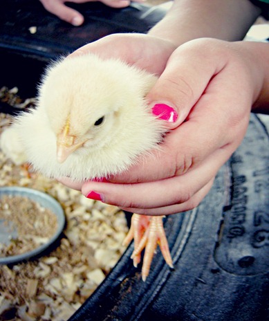 cara holding chick