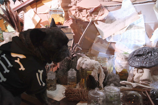 Kristin collected real dead birds, snake skins, and hair balls for the set.  Yuck, but they really do the job!