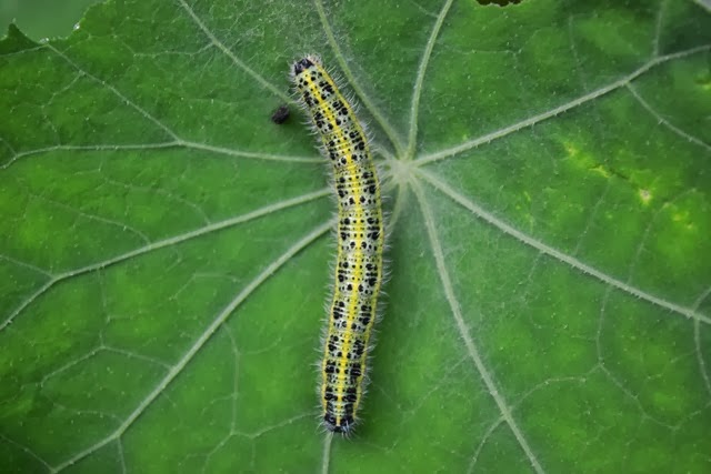 [The%2520Caterpillar%2520-%2520Pieris%2520brassicae%2520-%2520of%2520the%2520Large%2520White%2520-%2520Cabbage%2520White%2520-%2520English%2520Fairy%2520Butterfly%255B2%255D.jpg]
