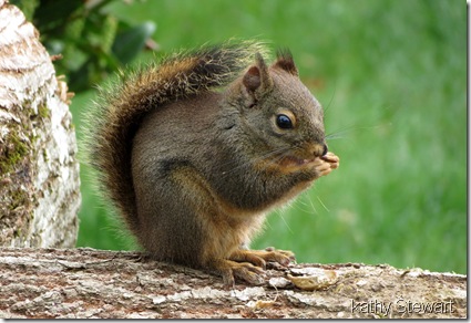 Douglas Squirrel